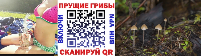 Псилоцибиновые грибы Psilocybe  darknet официальный сайт  Новосиль  наркошоп 